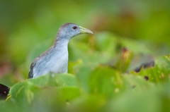 Porphyrio flavirostris
