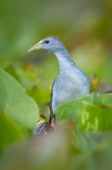 Porphyrio flavirostris