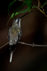 Phaethornis hispidus