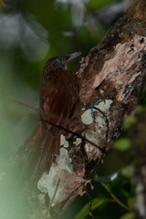 Xiphorhynchus guttatus