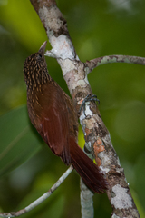 Xiphorhynchus obsoletus