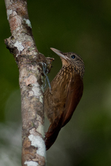 Xiphorhynchus obsoletus