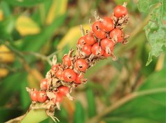 Alpinia stachyodes
