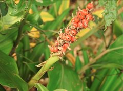 Alpinia stachyodes