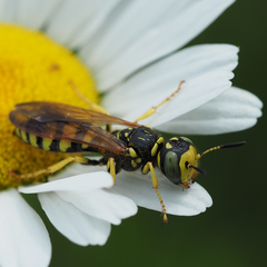 Philanthus crabroniformis