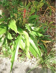 Alpinia stachyodes