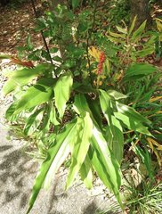 Alpinia stachyodes