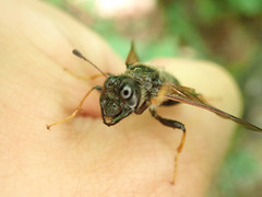 Cimbicinae