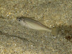 Queenfish photo 4