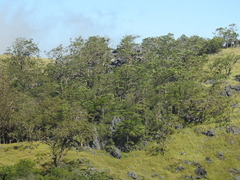 Eucalyptus urophylla
