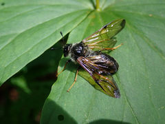 Cimbicidae