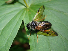 Cimbicidae