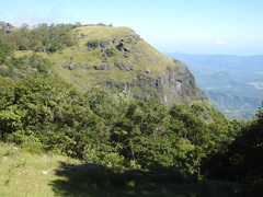Eucalyptus urophylla
