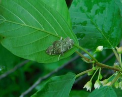 Herpetogramma thestealis