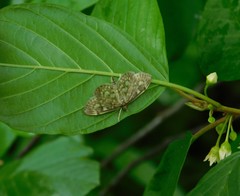 Herpetogramma thestealis