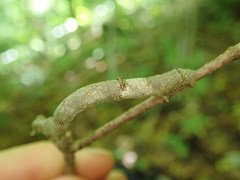 Eutrapela clemataria