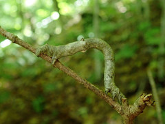 Eutrapela clemataria
