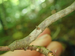 Eutrapela clemataria