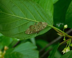 Herpetogramma thestealis