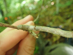 Eutrapela clemataria