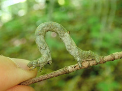 Eutrapela clemataria