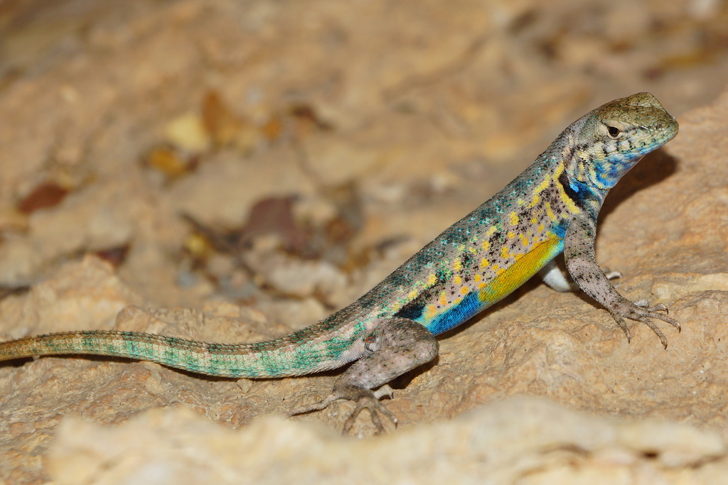 Couch's Spiny Lizard