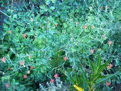 Aquilegia eximia