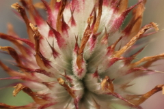 Trifolium obtusiflorum