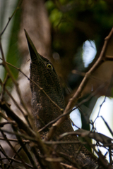 Zebrilus undulatus