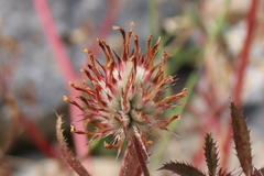 Trifolium obtusiflorum