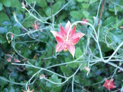Aquilegia eximia