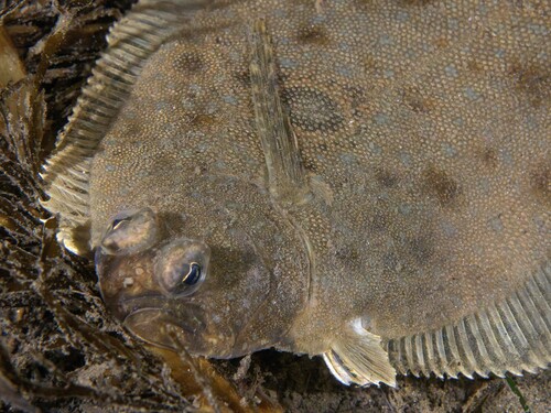 Waaierstaart-bot (Xystreurys liolepis) — Paralichthyidae — 3