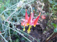 Aquilegia eximia