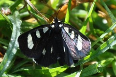 Alypiodes bimaculata