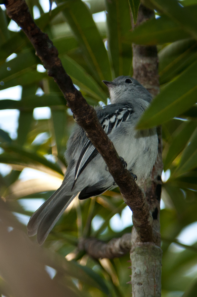 Amazonian Elaenia (Myiopagis cinerea) photo