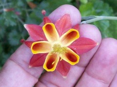 Aquilegia eximia