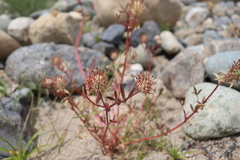Trifolium obtusiflorum