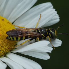 Philanthus crabroniformis