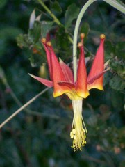 Aquilegia eximia