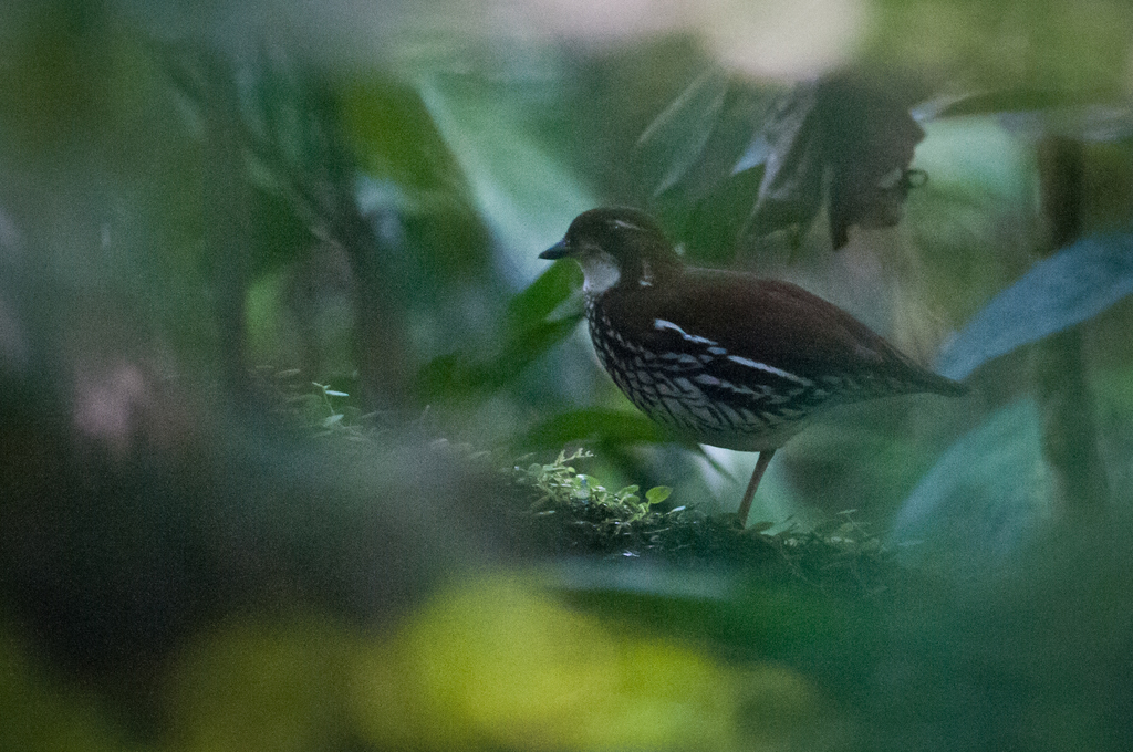 Striated Antthrush (Chamaeza nobilis) photo