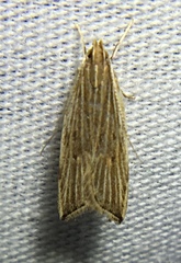 Helcystogramma hystricella