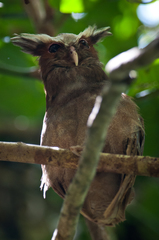 Lophostrix cristata