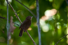 Thamnomanes ardesiacus