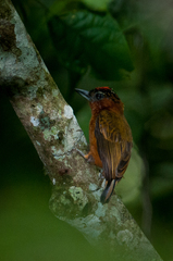 Picumnus rufiventris