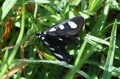 Alypiodes bimaculata