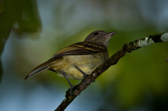 Myiopagis flavivertex