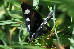 Alypiodes bimaculata