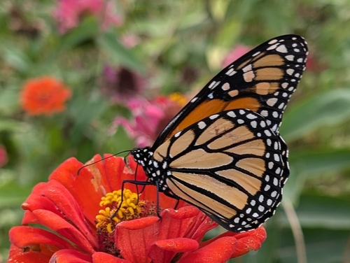 Migratory Monarch photographed in South Dakota