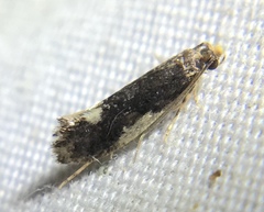 Monopis spilotella
