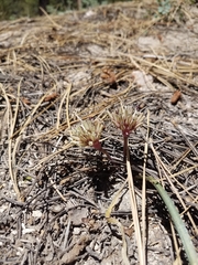 Allium burlewii